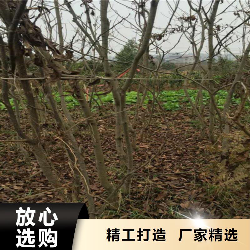 碧根果樱桃苗采购无忧