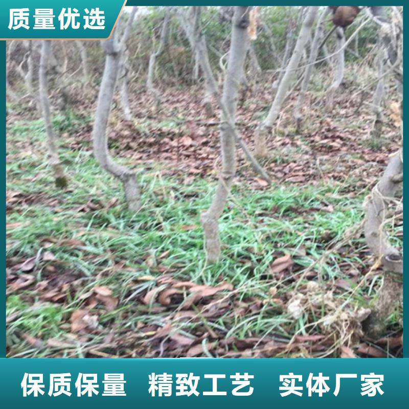 碧根果_【樱桃苗】为品质而生产