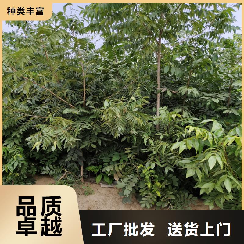 碧根果苹果苗精选优质材料