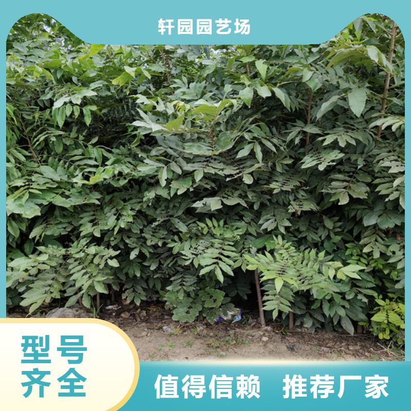 碧根果【蓝莓苗】支持大小批量采购