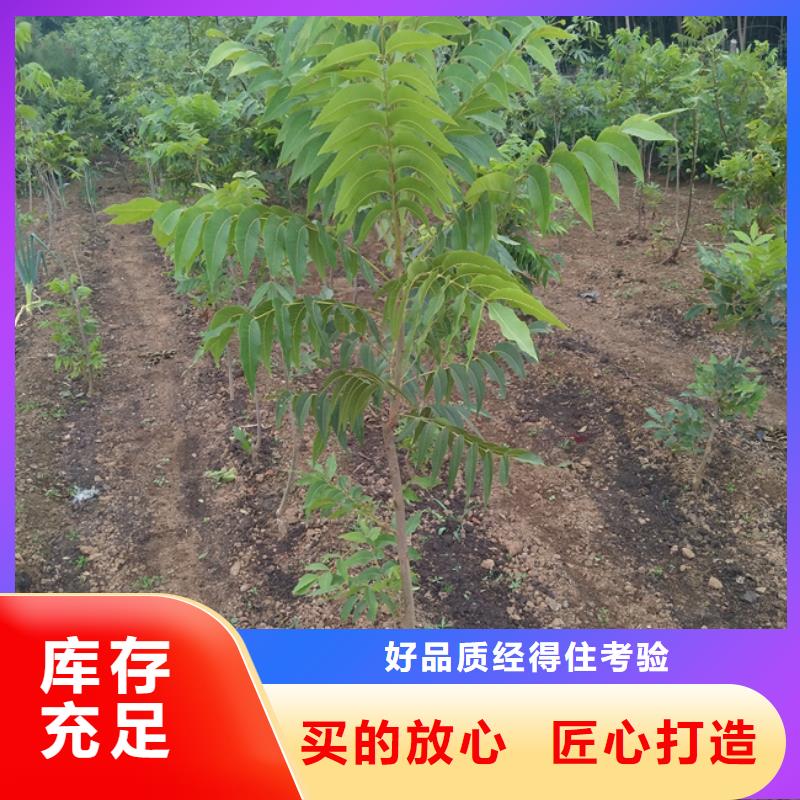 碧根果花椒苗定制零售批发