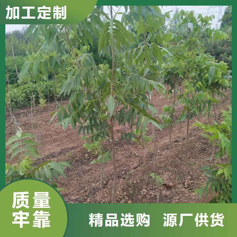 碧根果-樱桃苗优质货源