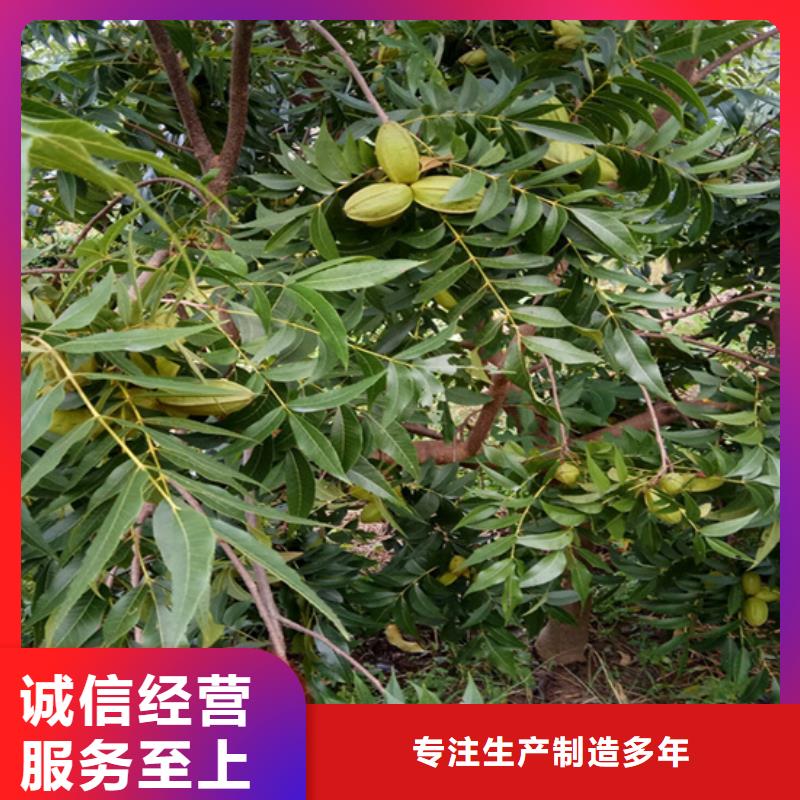 碧根果花椒苗定制零售批发