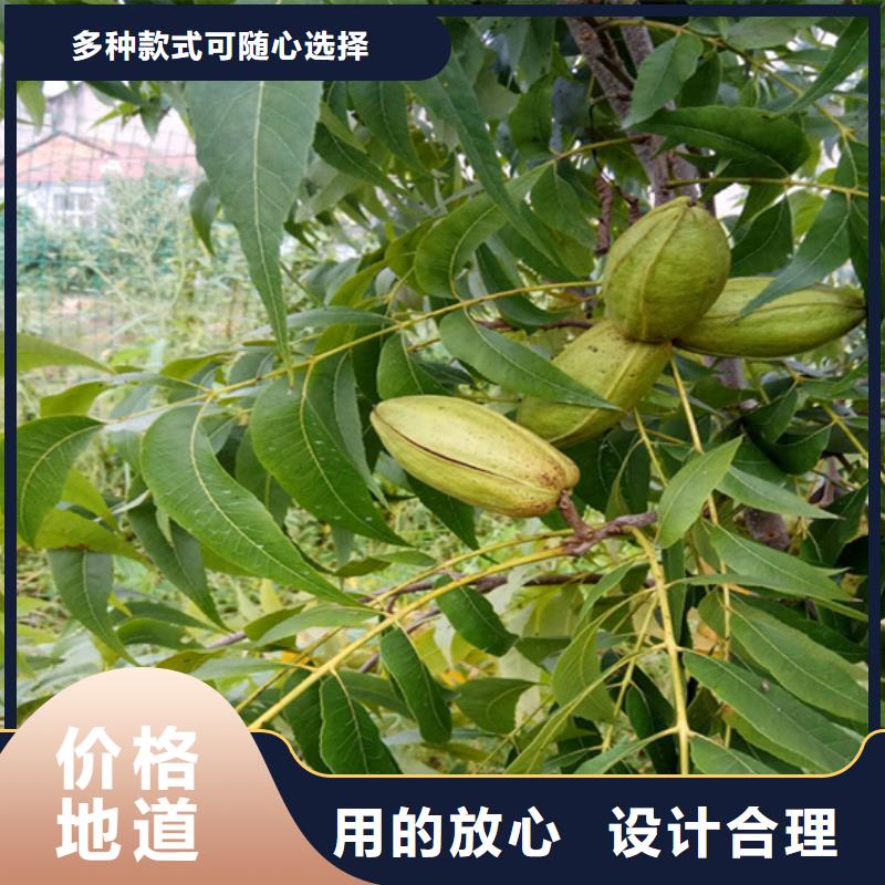 碧根果樱桃苗采购无忧