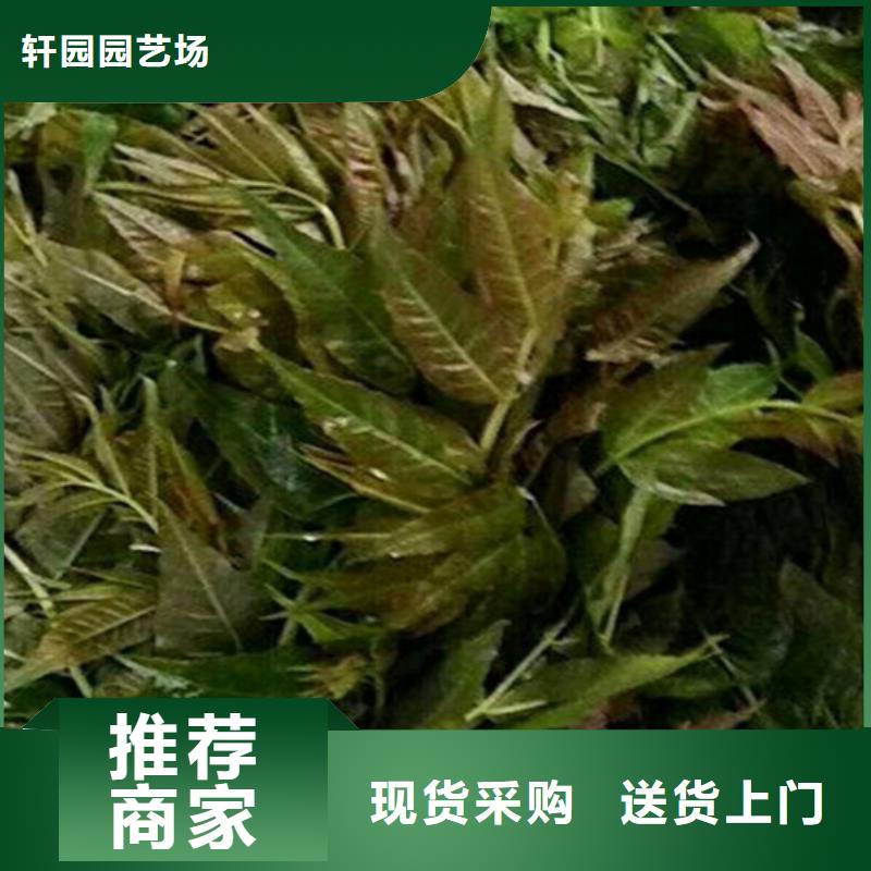 香椿蓝莓苗质量无忧