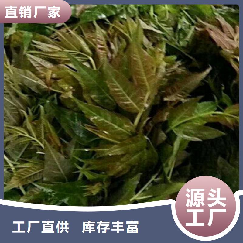 香椿樱桃苗海量货源