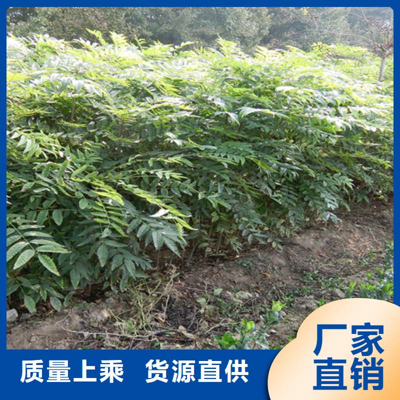 香椿蓝莓苗质量无忧