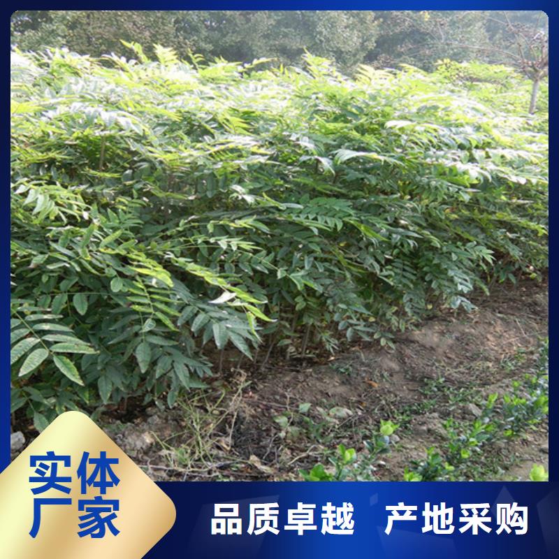 【香椿梨树苗精选优质材料】