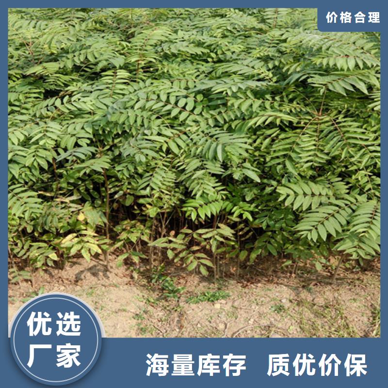 香椿梨树苗的简单介绍