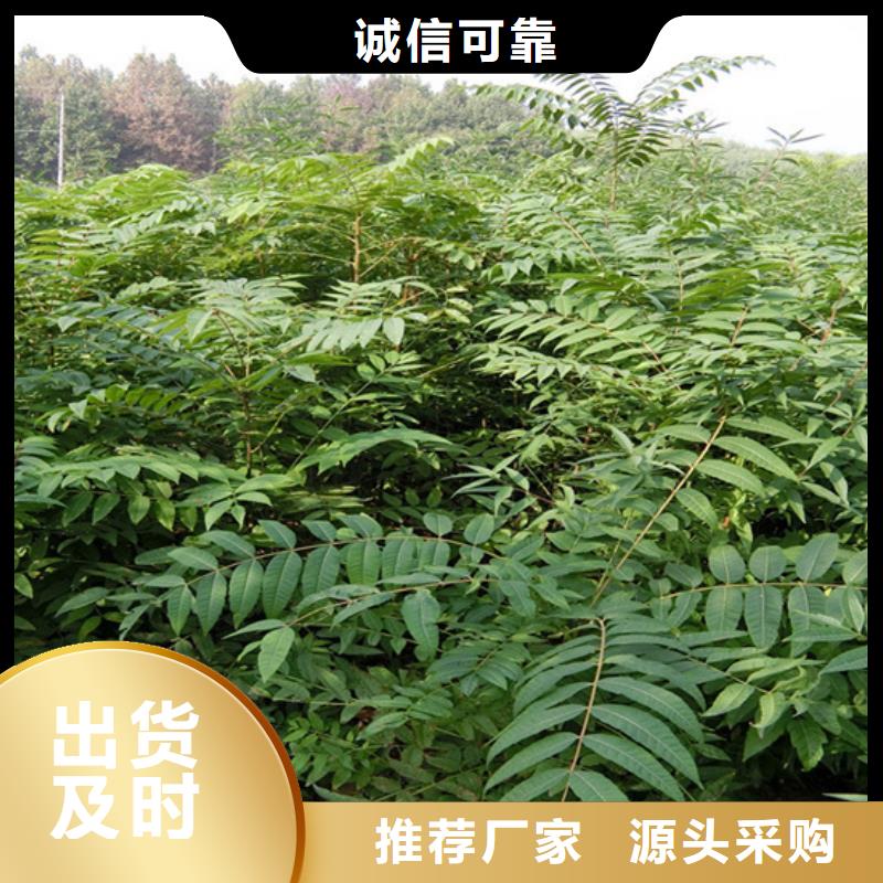 香椿-苹果苗实力优品