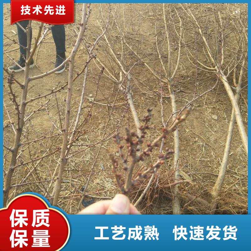 【杏无花果苗多种场景适用】