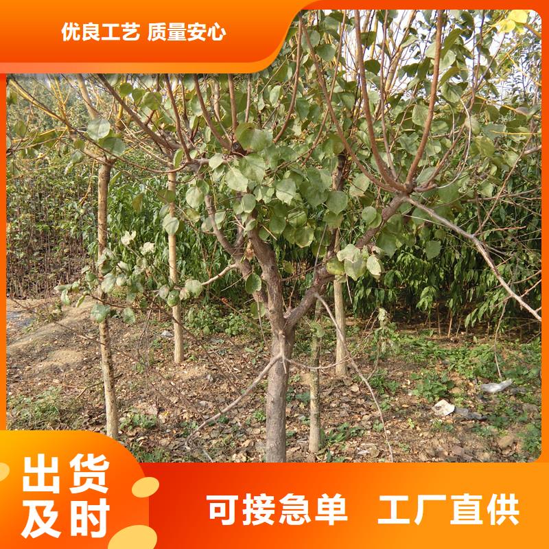 【杏】无花果苗工厂批发