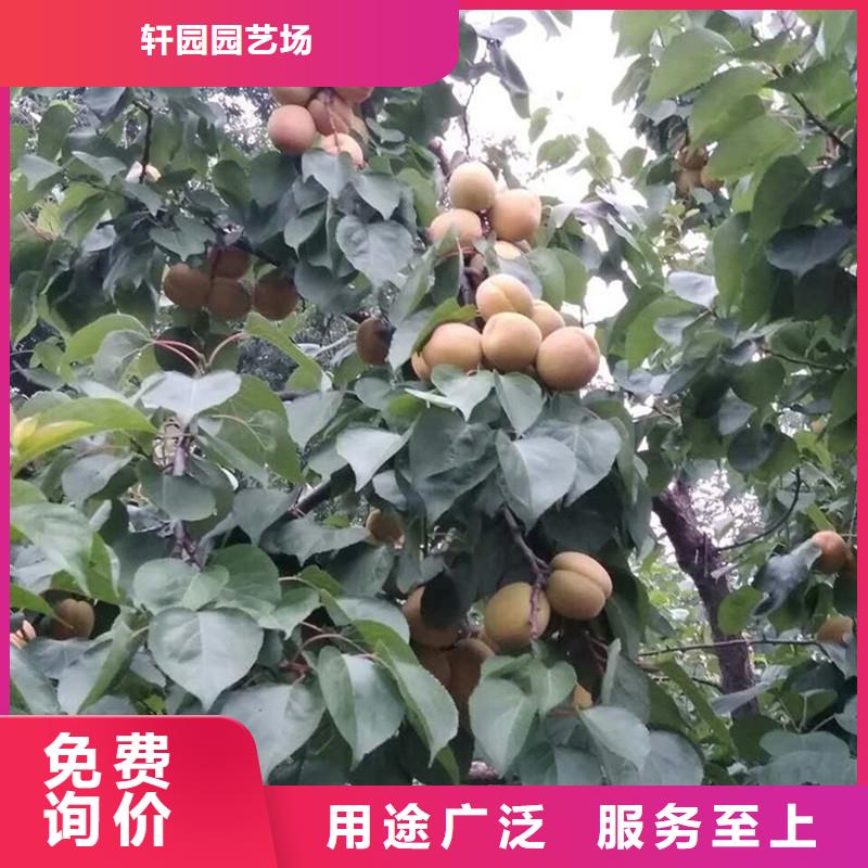 【杏】无花果苗工厂批发