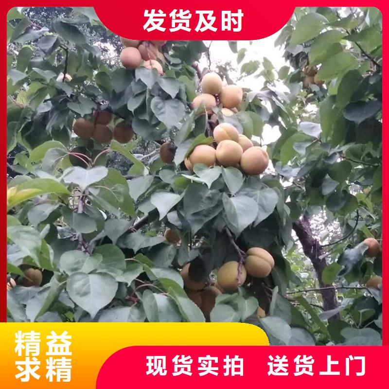 杏樱桃苗品质优选