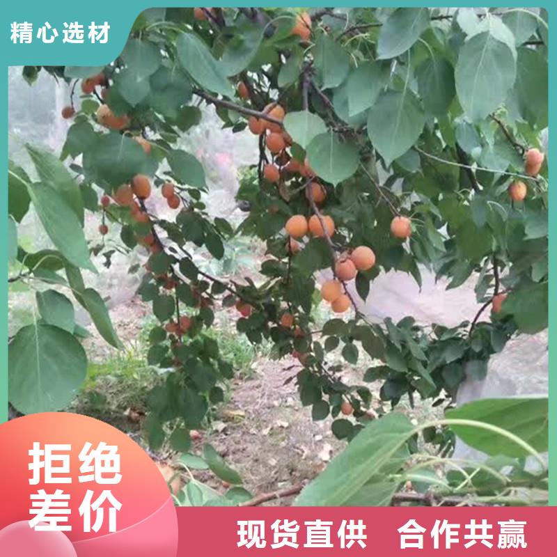 【杏无花果苗多种场景适用】