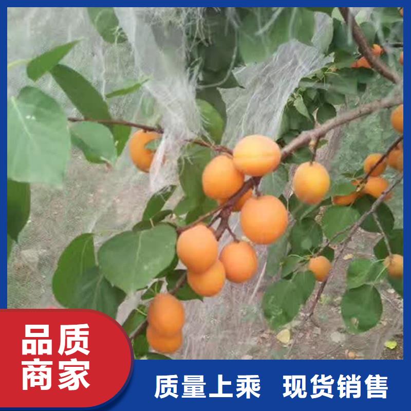 【杏】无花果苗工厂批发