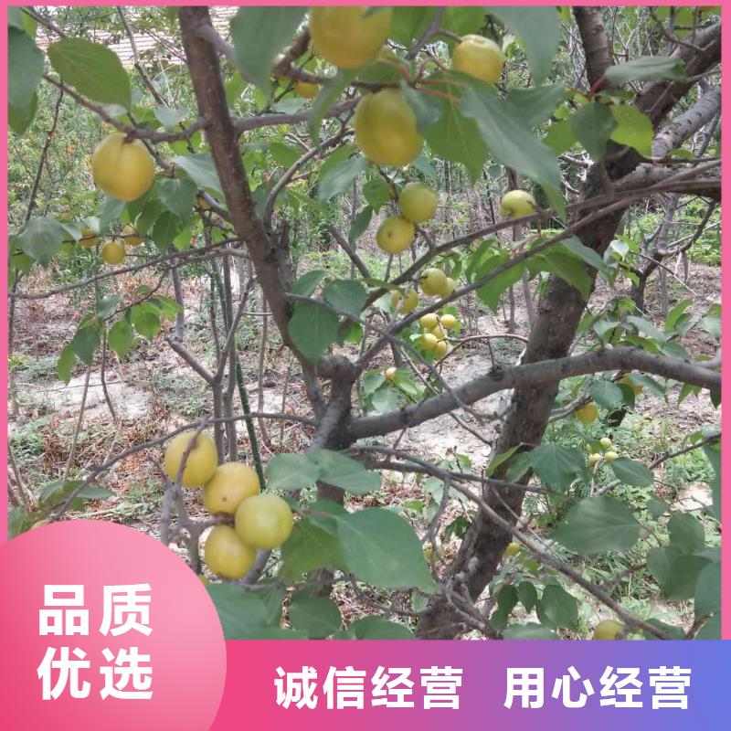 【杏】梨树苗厂家质量过硬