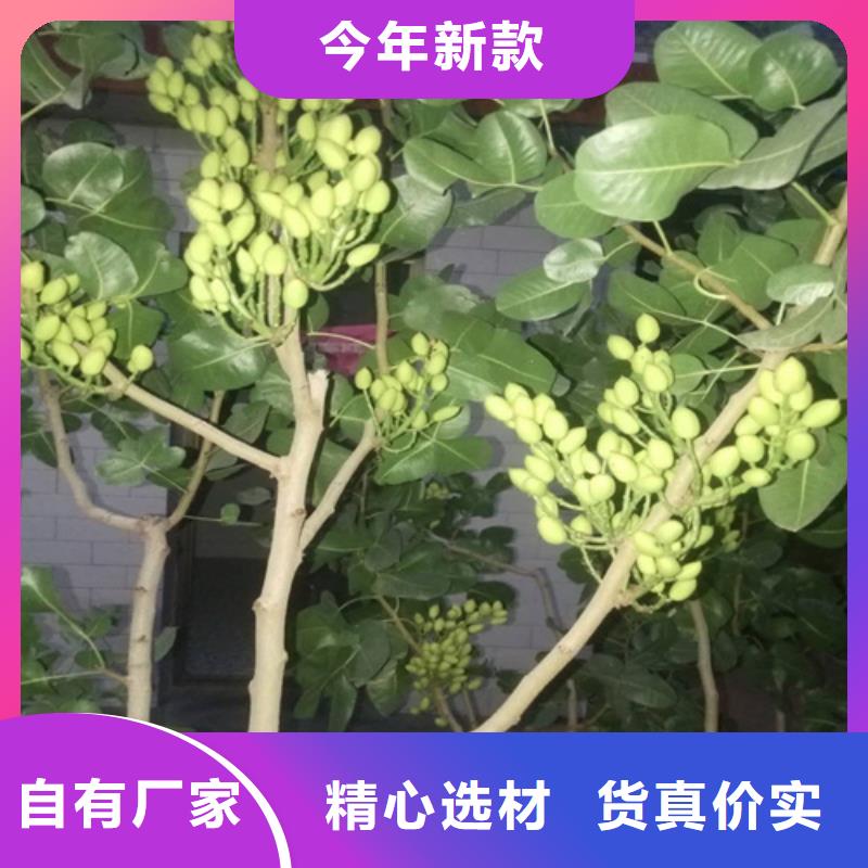 开心果苹果苗为您精心挑选