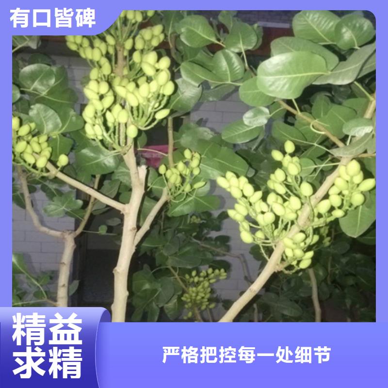 开心果无花果苗产品性能