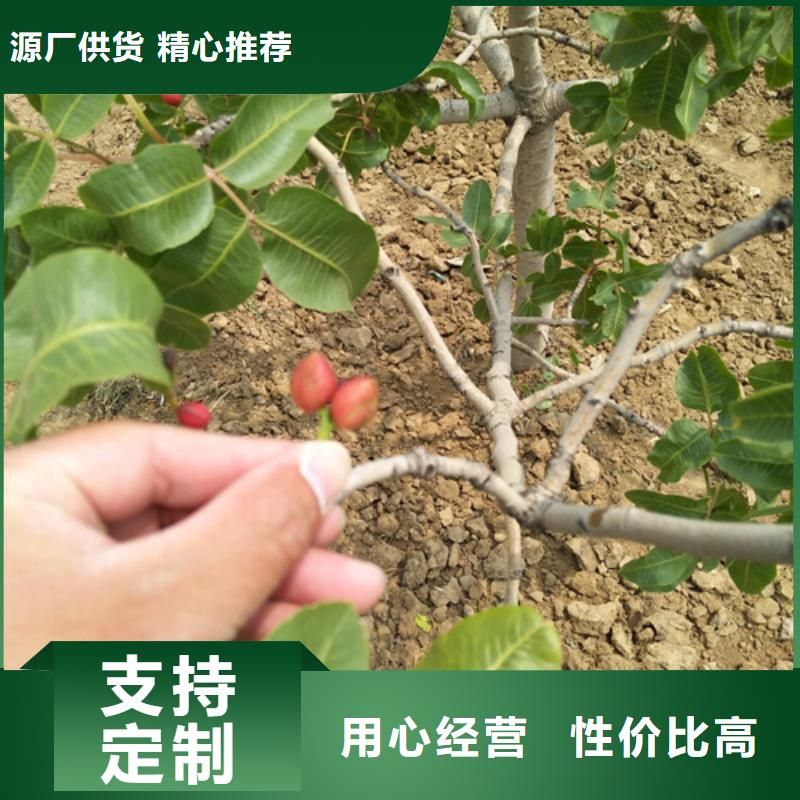 开心果【蓝莓苗】质优价保