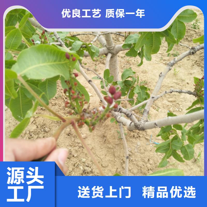 开心果石榴树多年经验值得信赖