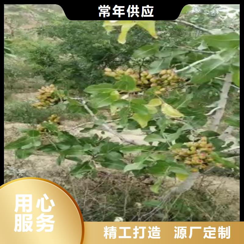 开心果苹果苗匠心打造