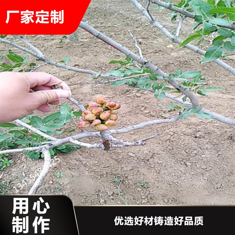 开心果苹果苗为您精心挑选