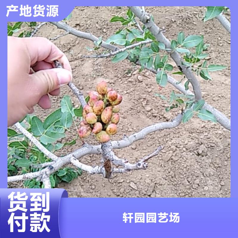 开心果-梨树苗从源头保证品质