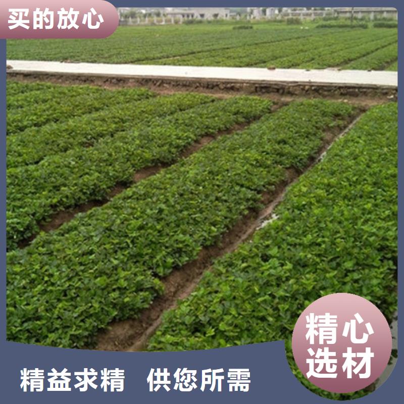 草莓苗毛蟠桃树苗规格型号全