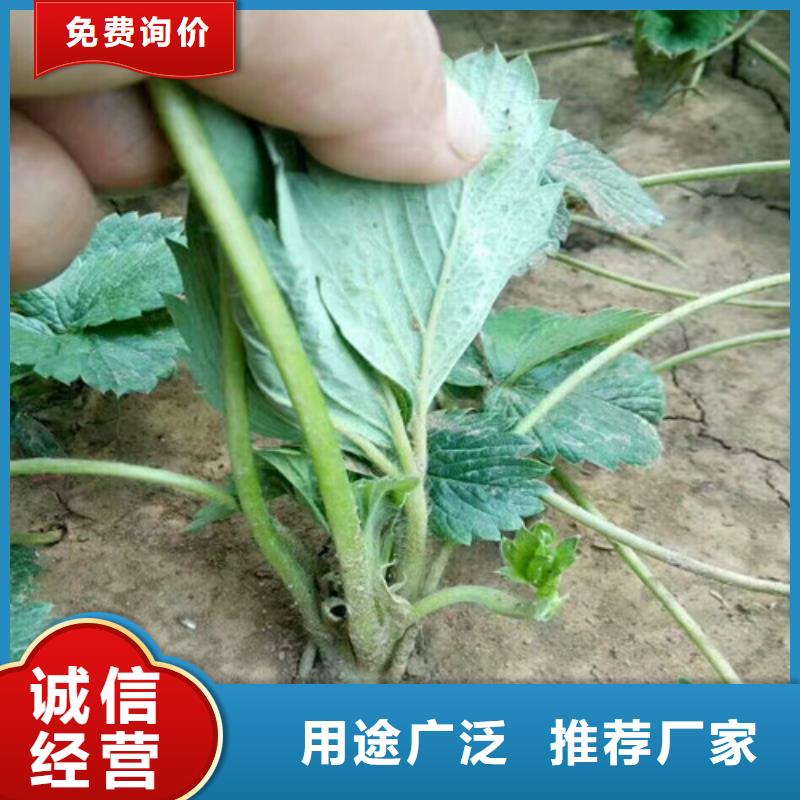 草莓苗大棚草莓苗诚信厂家