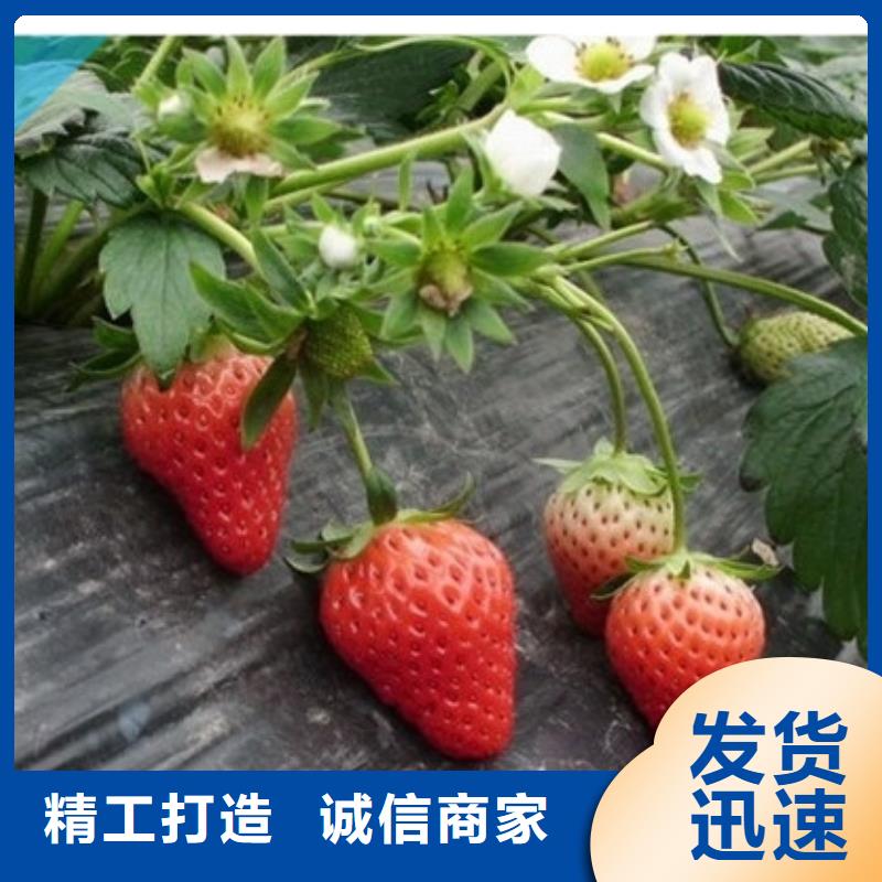 【草莓苗蟠枣树苗通过国家检测】