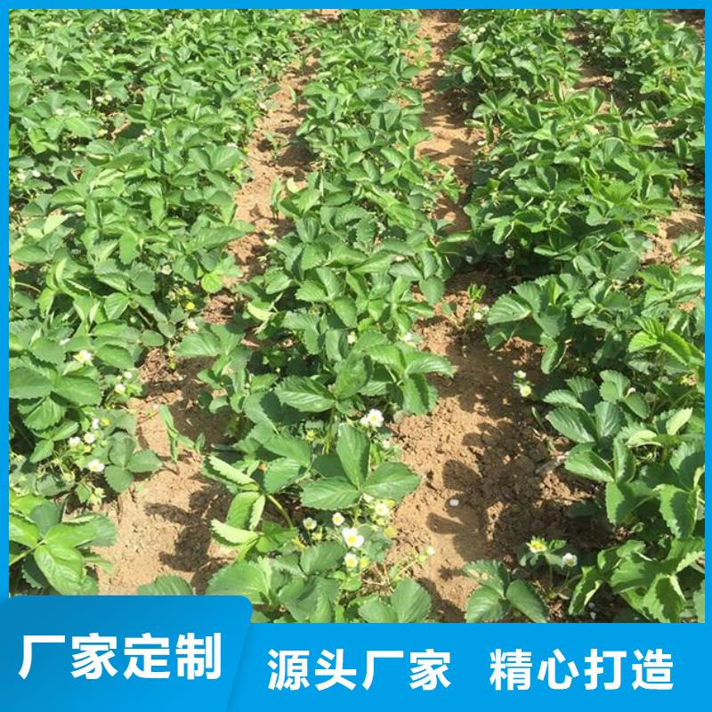 【草莓苗】油桃树苗质检合格出厂