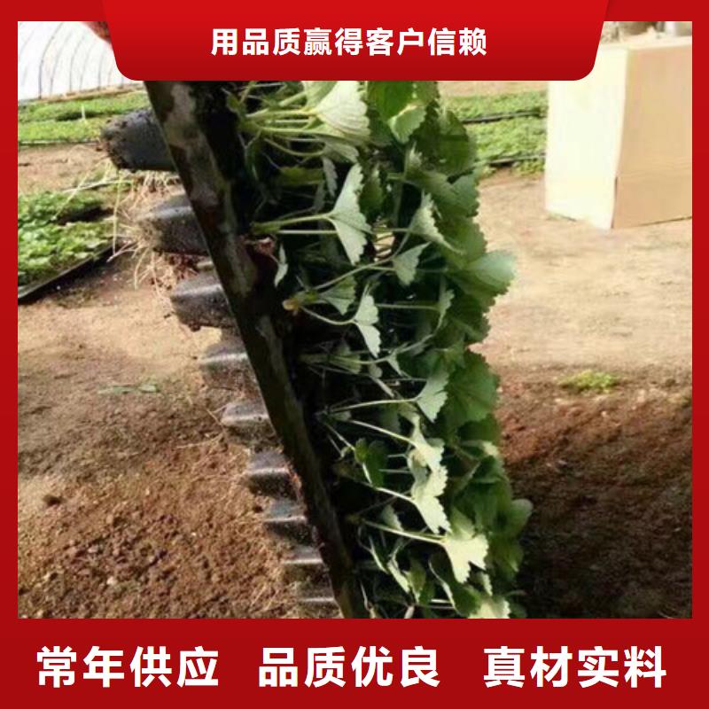 【草莓苗梨树苗精挑细选好货】