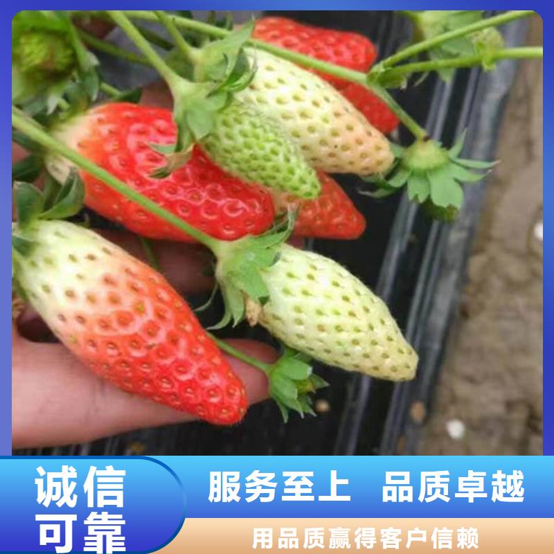 草莓苗珍珠枣油桃树苗规格齐全