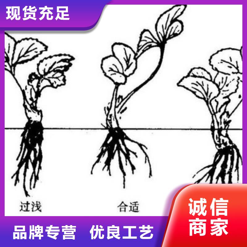 草莓苗果树苗现货销售