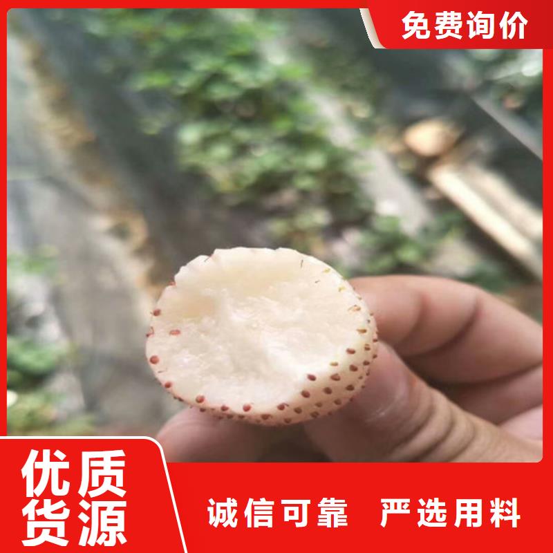 草莓苗毛蟠桃树苗规格型号全