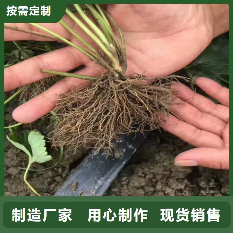 草莓苗大棚草莓苗诚信厂家