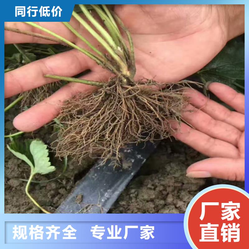 【草莓苗】油桃树苗质检合格出厂