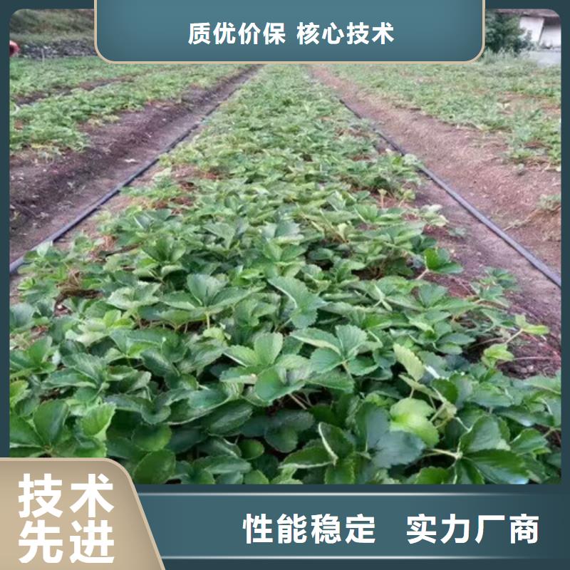 草莓苗苹果苗基地优质货源