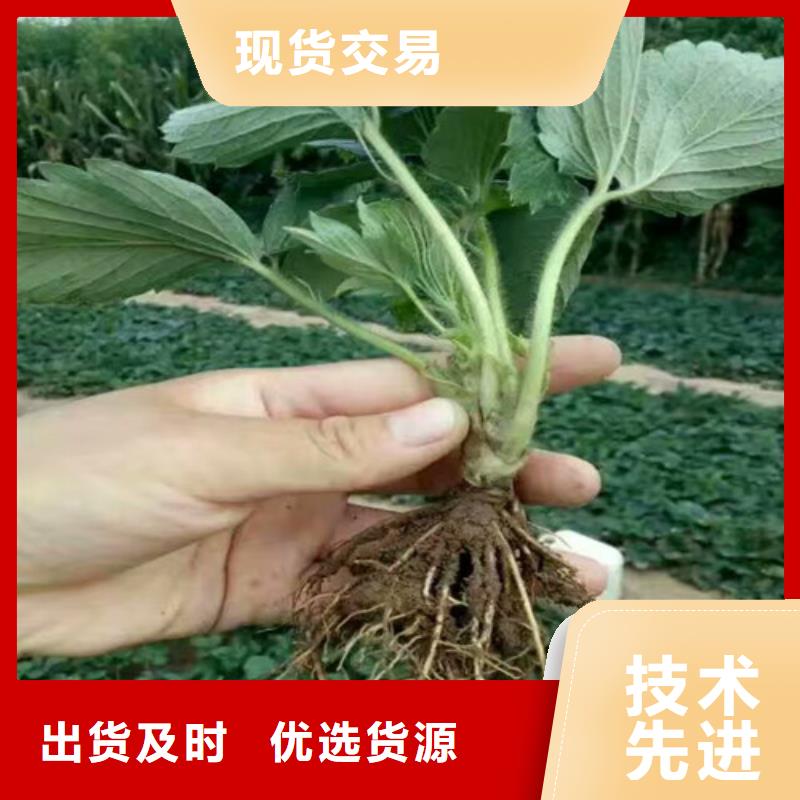 草莓苗大棚草莓苗选择大厂家省事省心