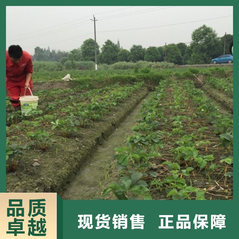 草莓苗果树苗型号全价格低