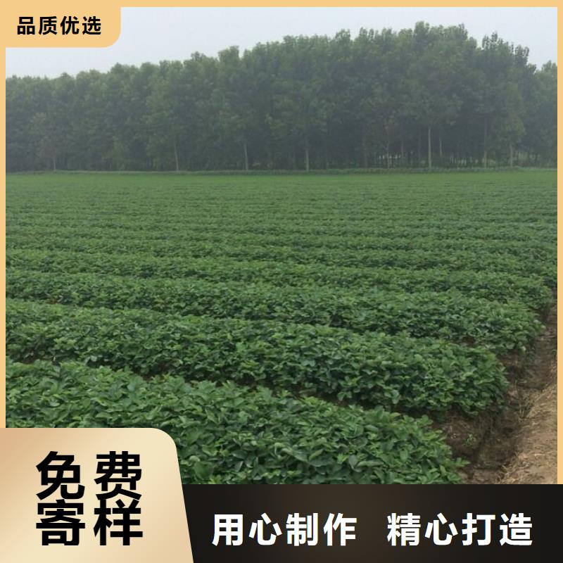 草莓苗苹果苗基地优质货源