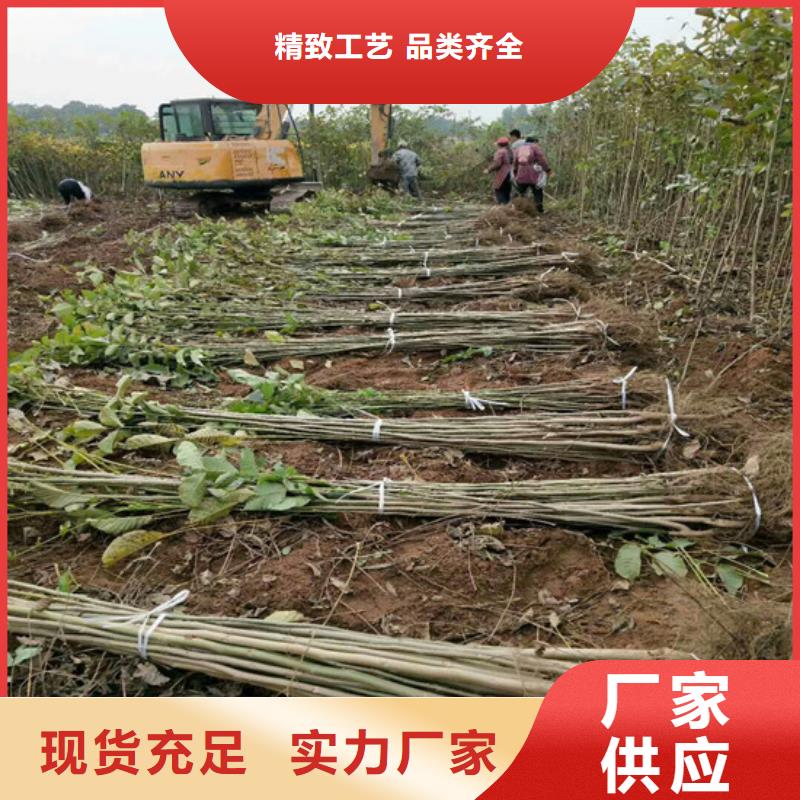 核桃苗桃树苗基地工程施工案例