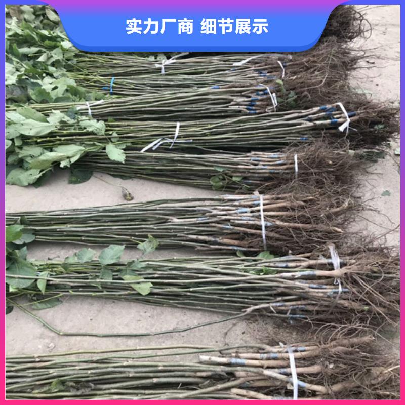 核桃苗【草莓苗价格】规格型号全