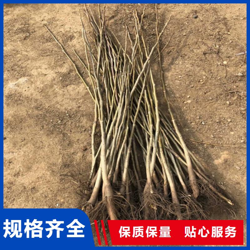 【核桃苗】草莓苗价格实力商家供货稳定