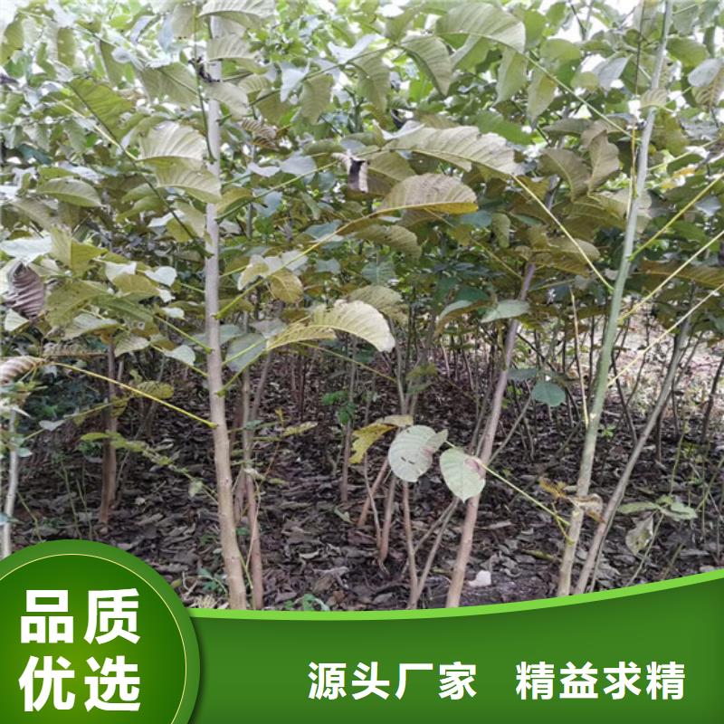 核桃苗桃树苗基地工程施工案例