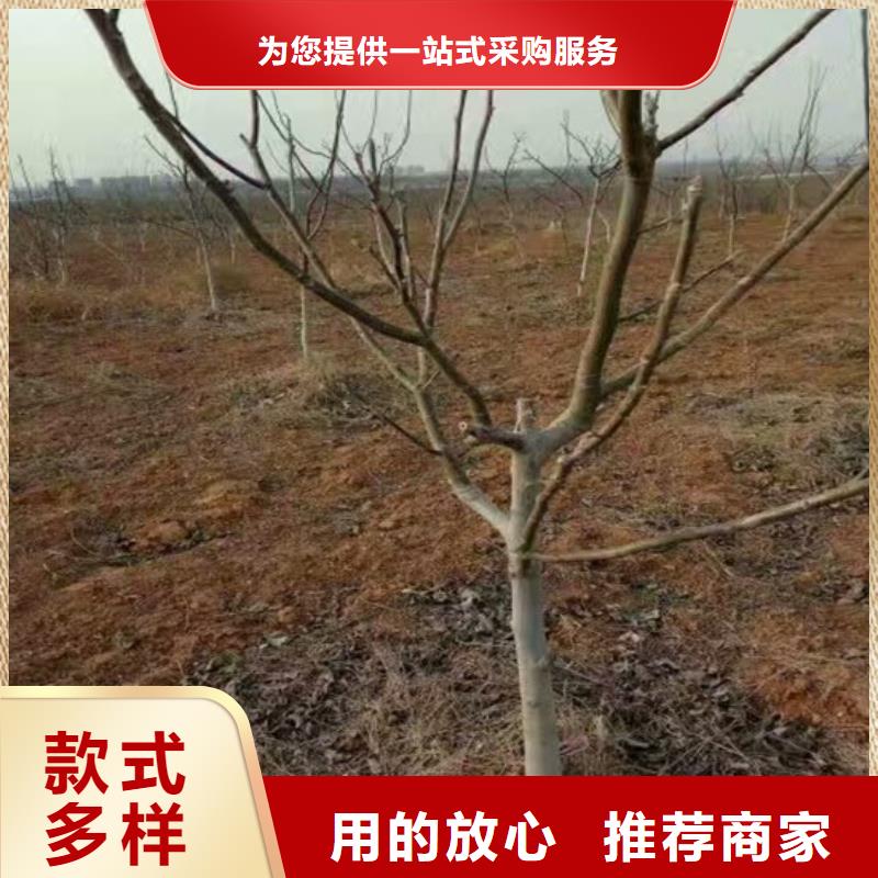 核桃苗【果树苗批发基地】24小时下单发货