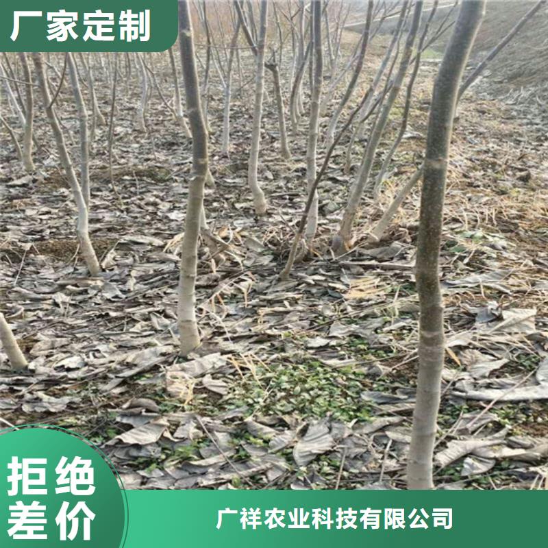 核桃苗桃树苗基地工程施工案例