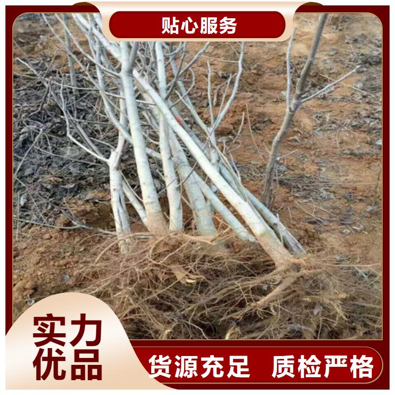 核桃苗苹果苗制造生产销售