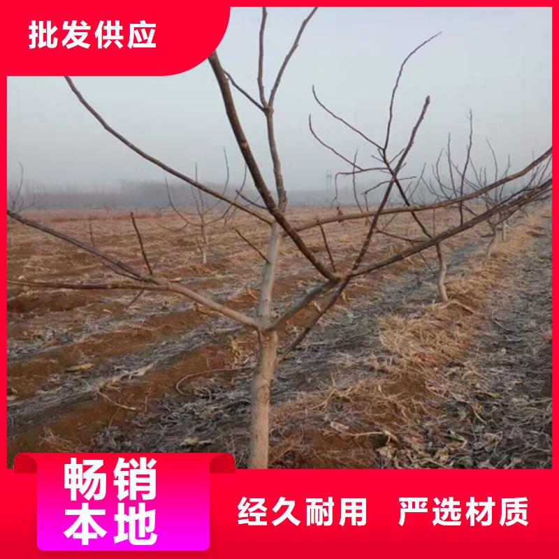 核桃苗桃树苗基地工程施工案例